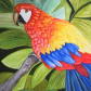 Scarlet Macaw